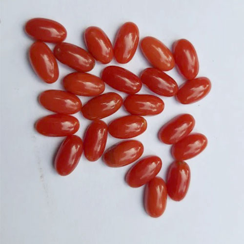 Red Coral Oval Shape (12 To 15 Ratti) - Best Quality Munga